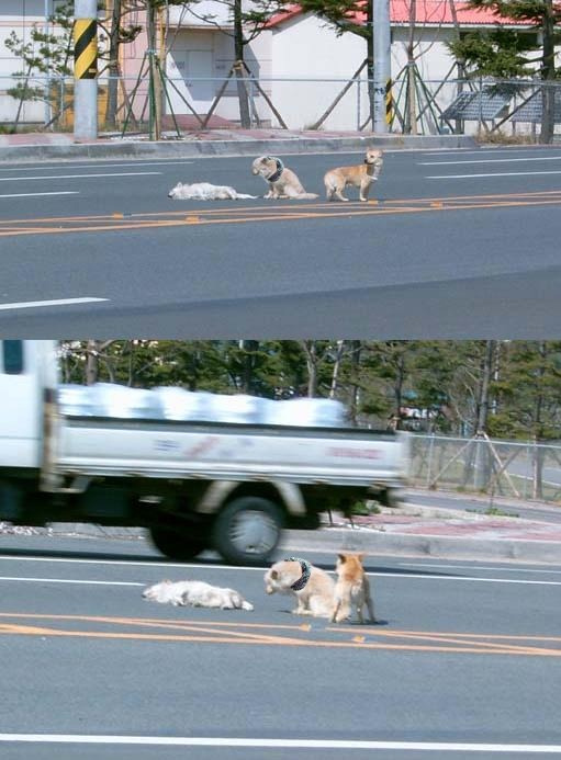 車にひかれた犬