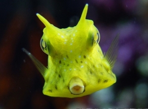 Cowfish